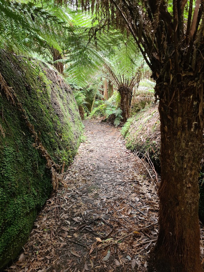 Neerim State Forest