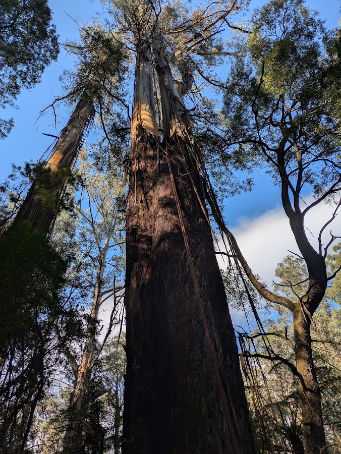 Neerim State Forest
