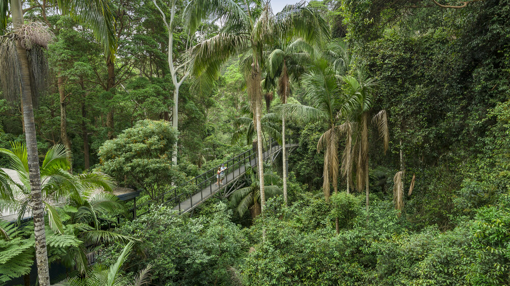 Rainforest lookout