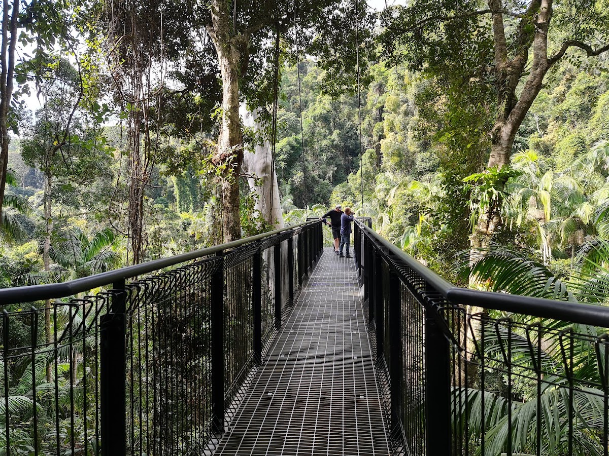 Rainforest lookout
