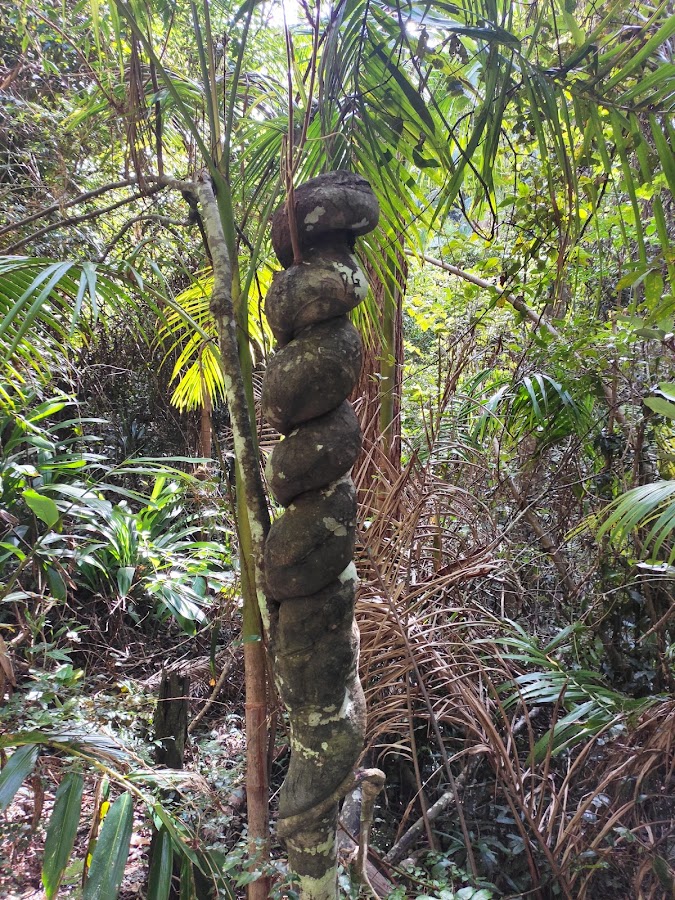 Rainforest lookout