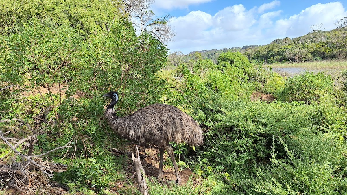 Wild Kangaroos lookout