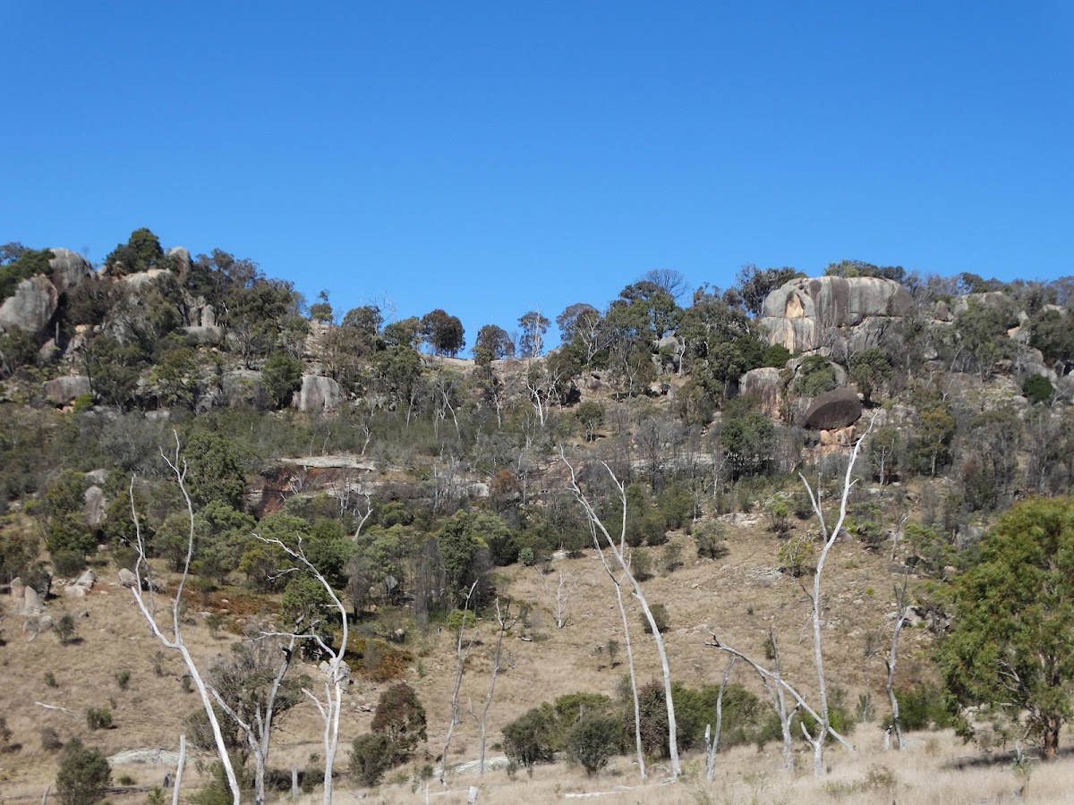 Grasstree Campsite