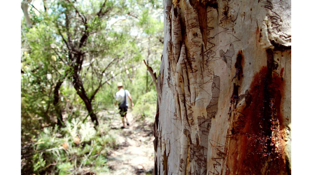Heathcote Falls