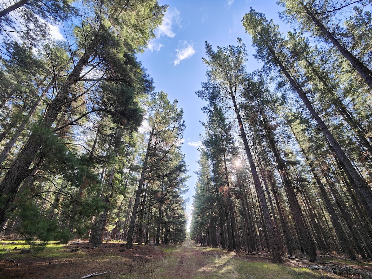 Grannies Hill Campsite
