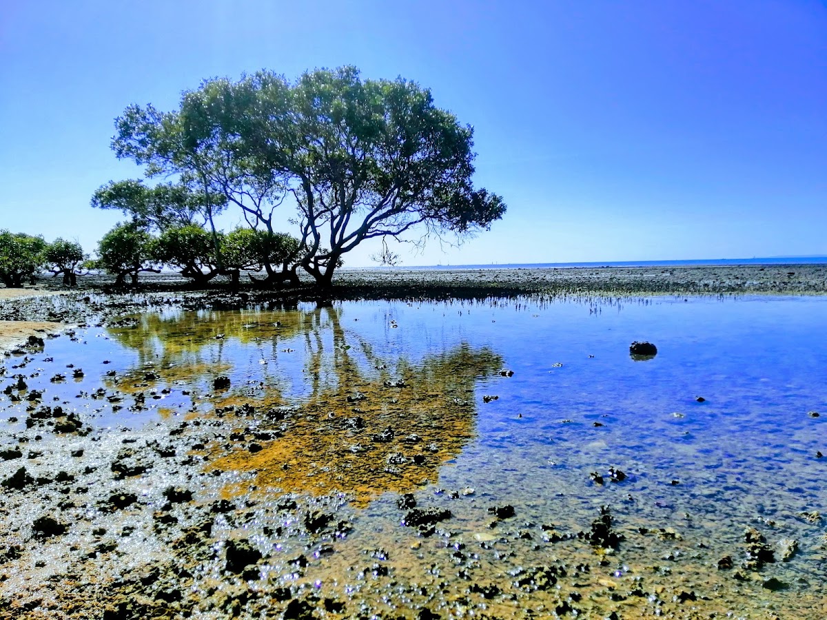 Bird Island Conservation Park