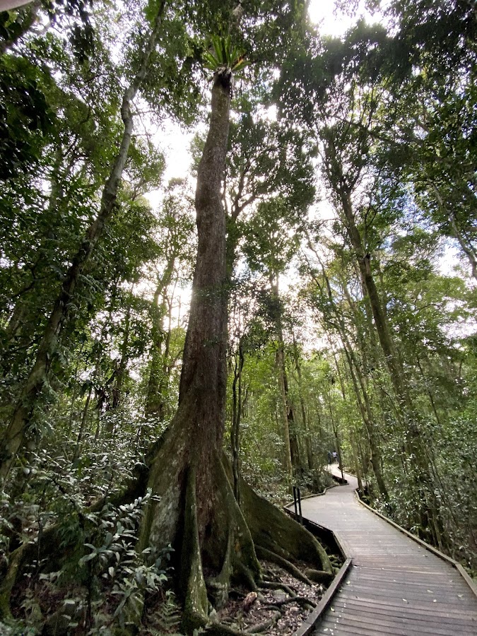 Lamington National Park