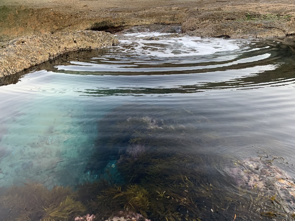 Coral Fern Beach