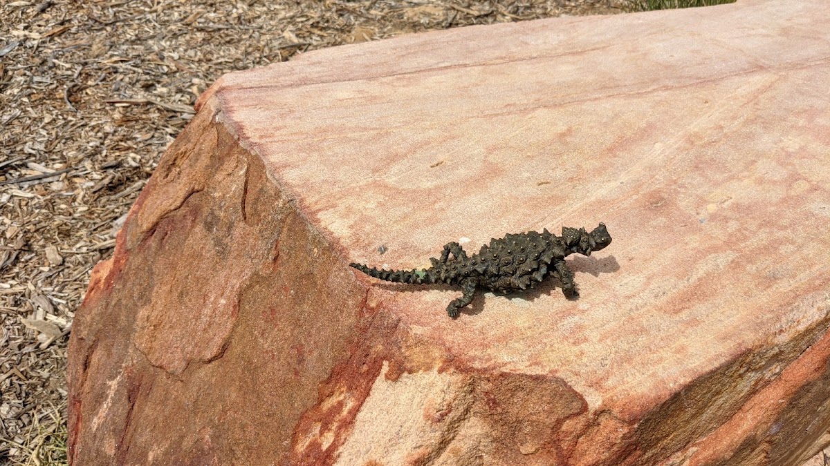 Kalbarri Skywalk Lookout
