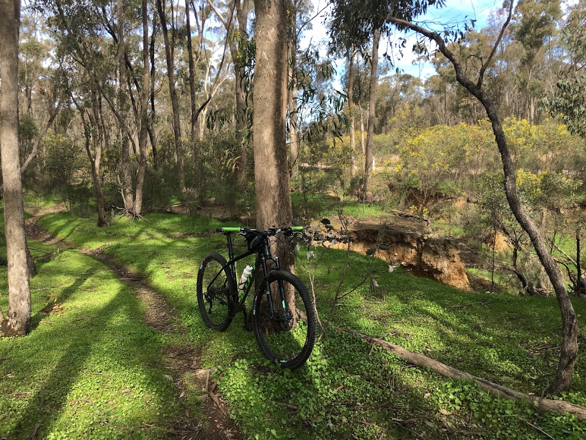Walmer State Forest