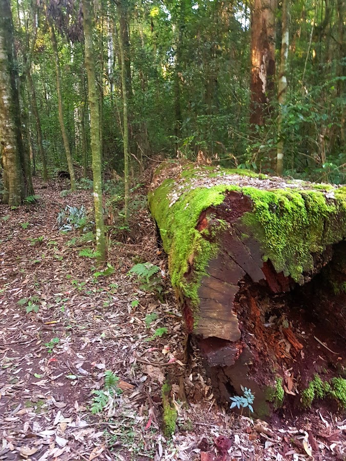 Tooloom National Park