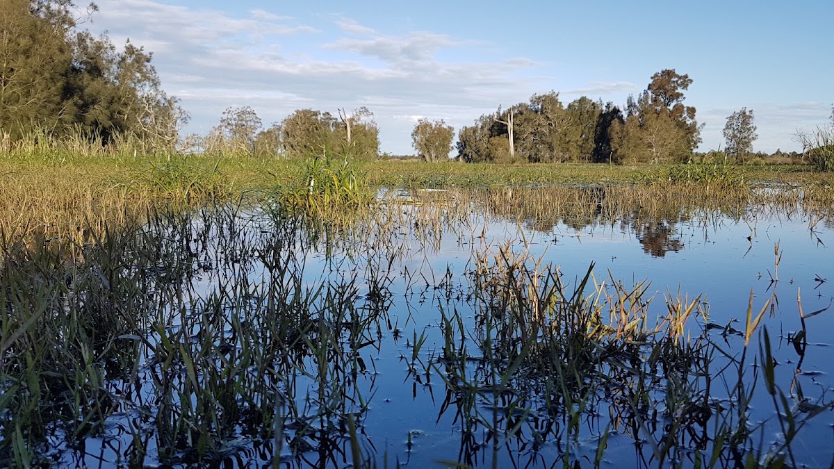 Hunter Wetlands National Park