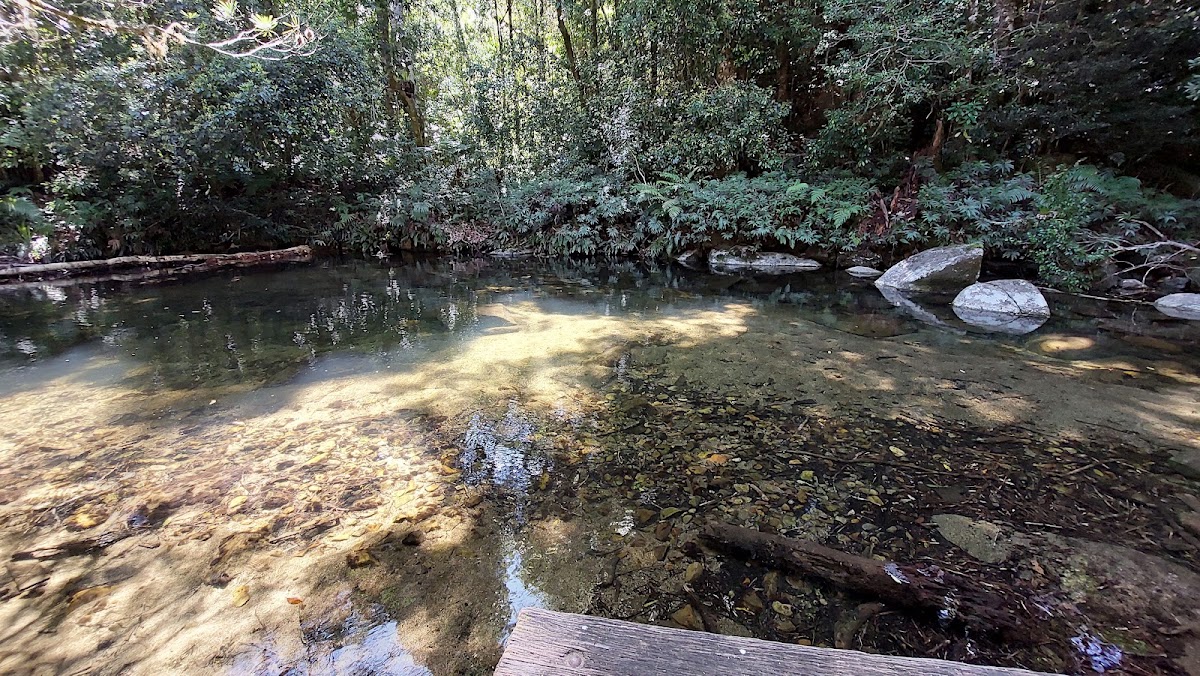 Bellbird Campground