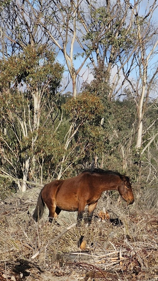 Hume and Hovell Lookout