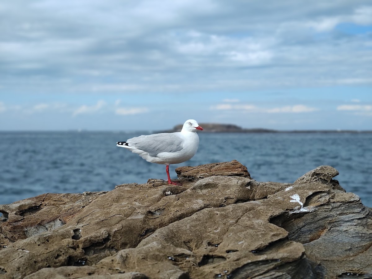 Swansea Heads Beach