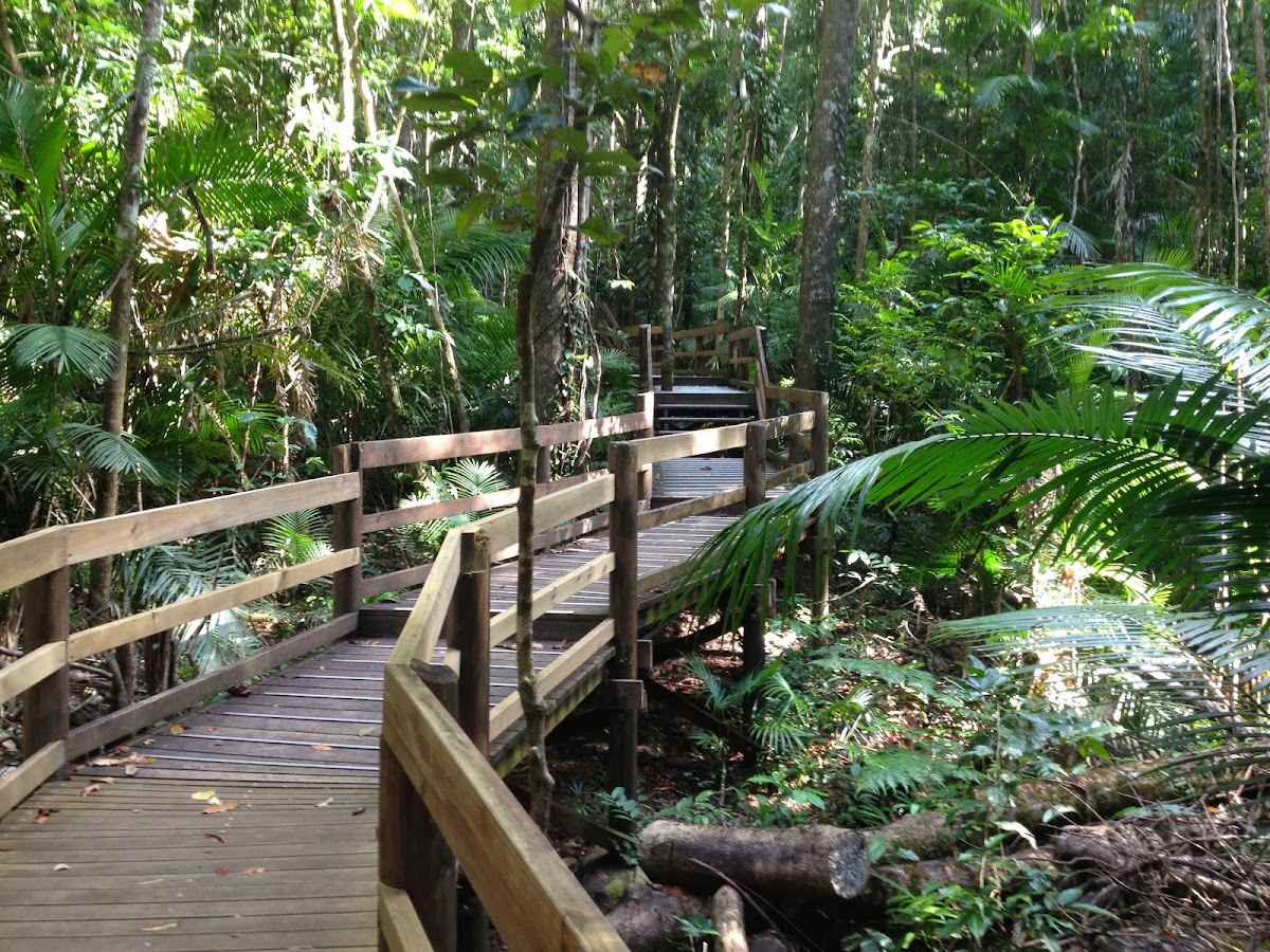 Daintree National Park