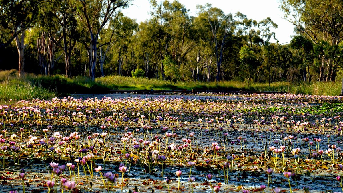 Chinamans Lagoon Rest Area