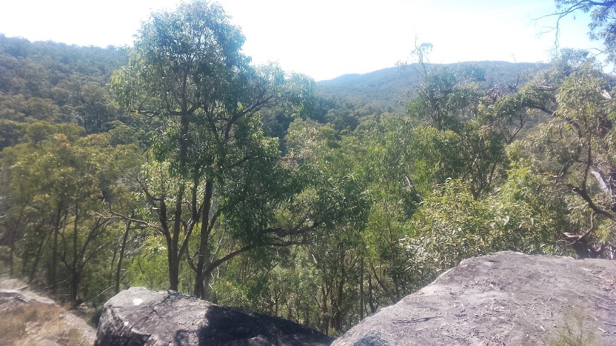 Grass Tree Lookout