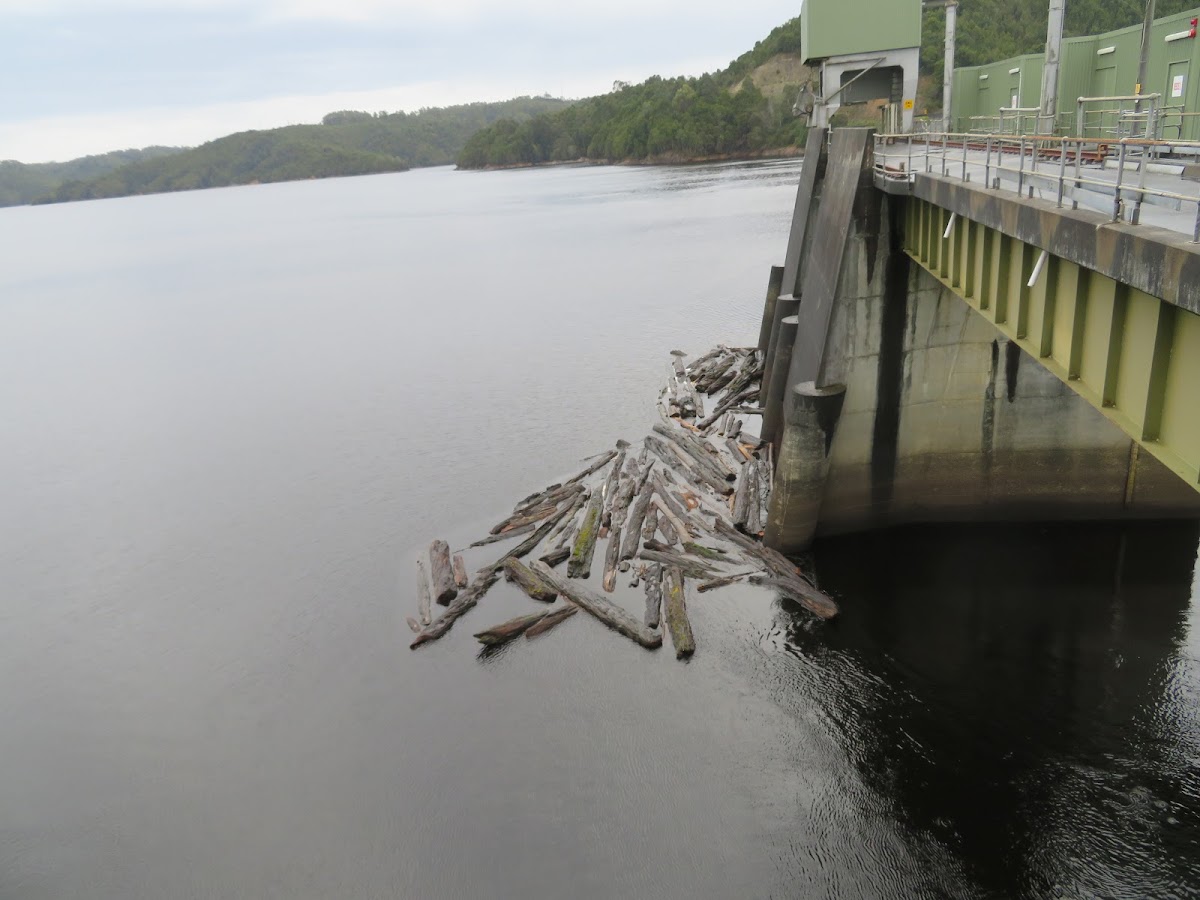 Reece Dam