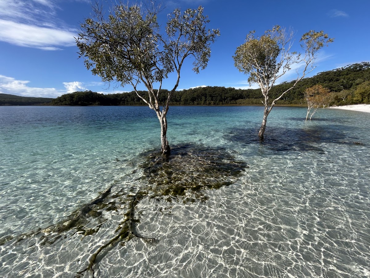 Lake McKenzie Great Walk Fenced Campground
