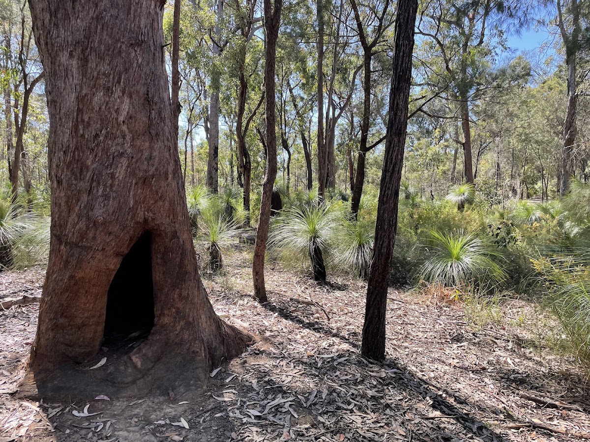Toohey Forest Conservation Park
