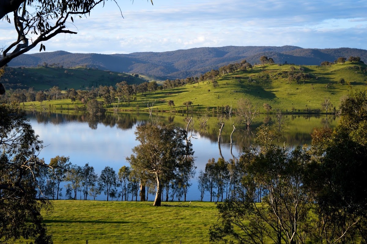 Mount Lawson State Park - The Kurrajongs