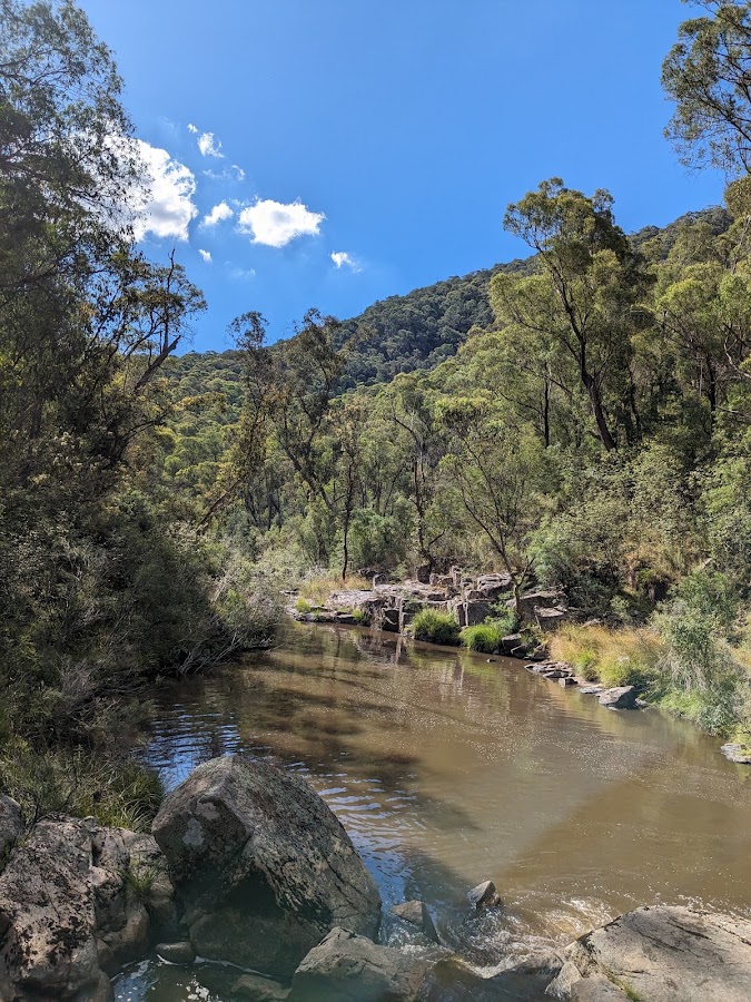 Mount Lawson State Park - The Kurrajongs