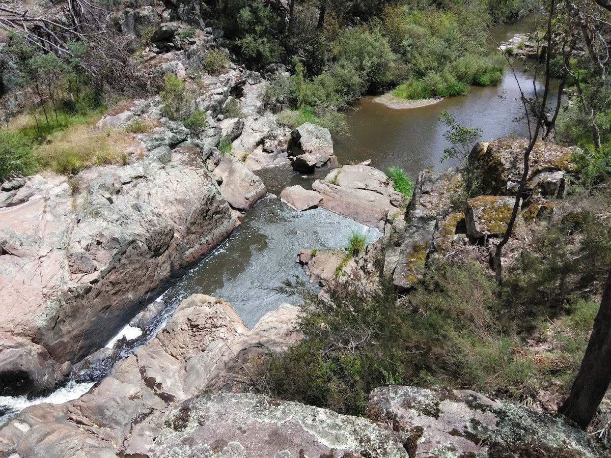 Mount Lawson State Park - The Kurrajongs