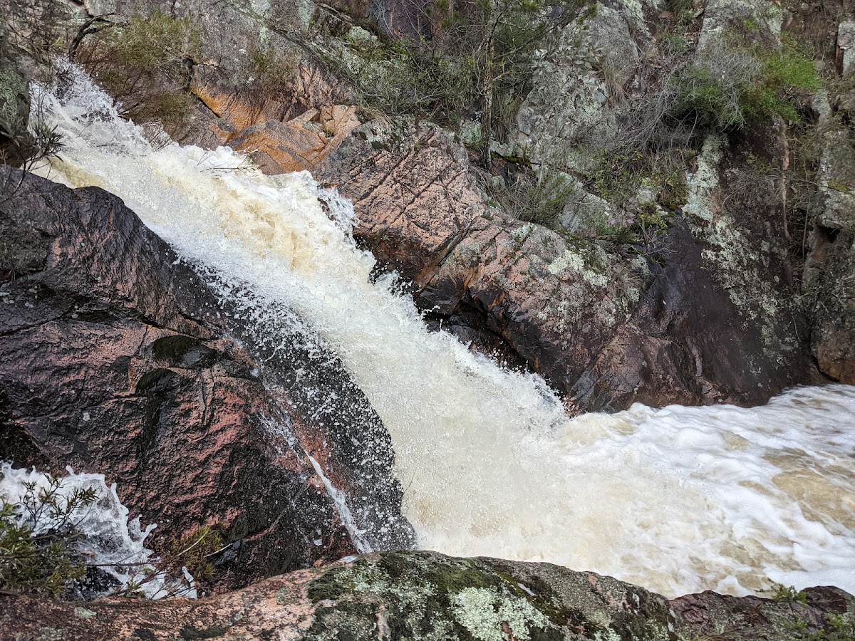 Mount Lawson State Park - The Kurrajongs