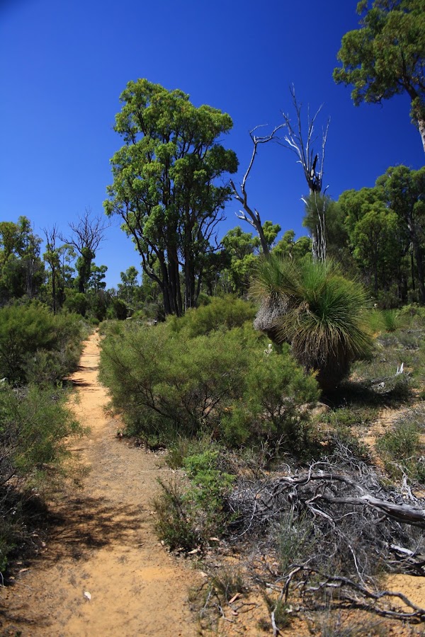 Mount Cooke Campsite