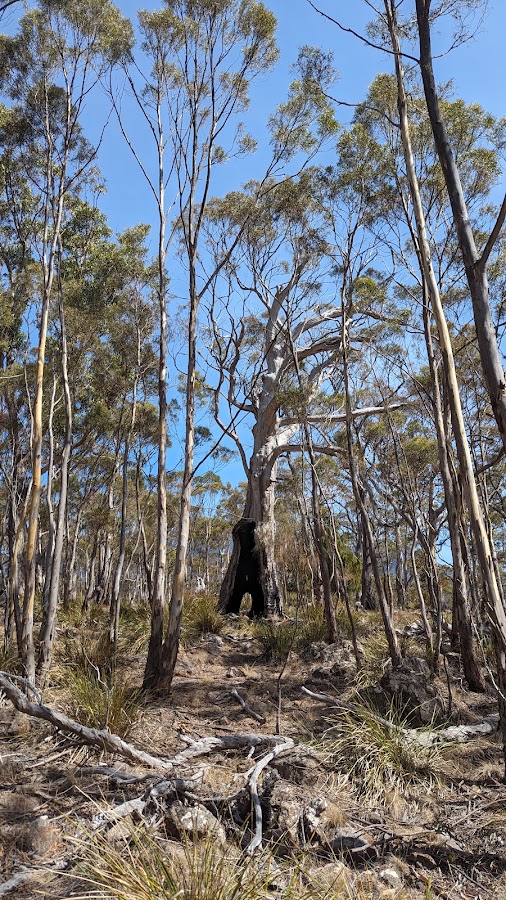 Mount Stuart Lookout