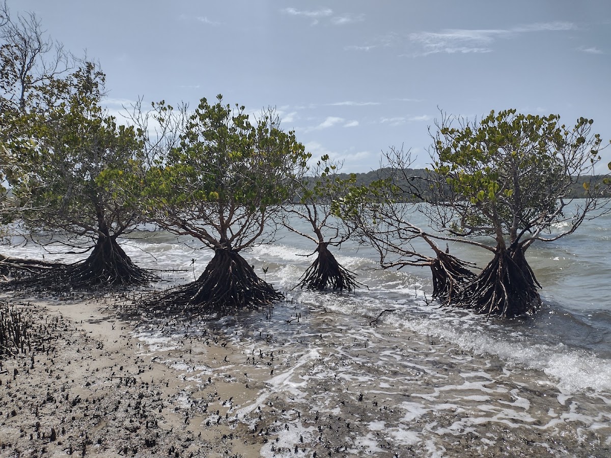 Southern Moreton Bay Islands National Park