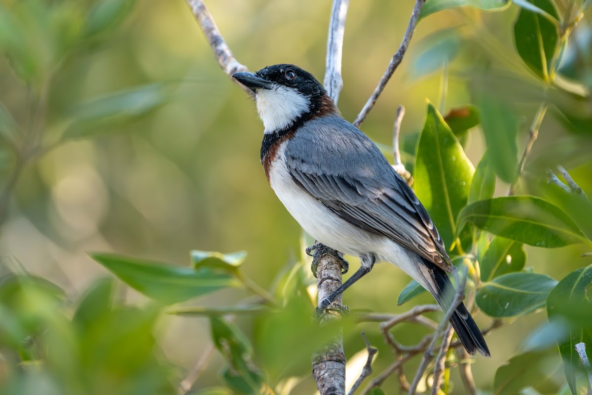 Bird Observation