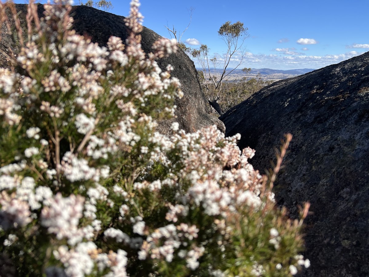 Timbarra Trig Lookout