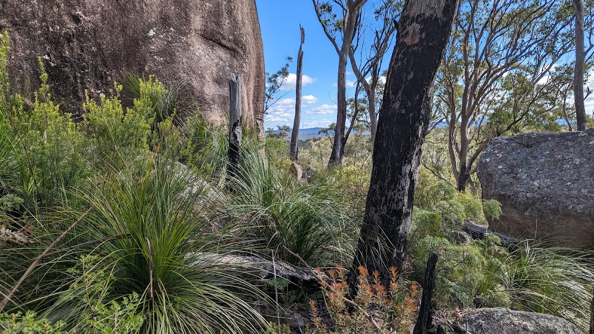 Timbarra Trig Lookout