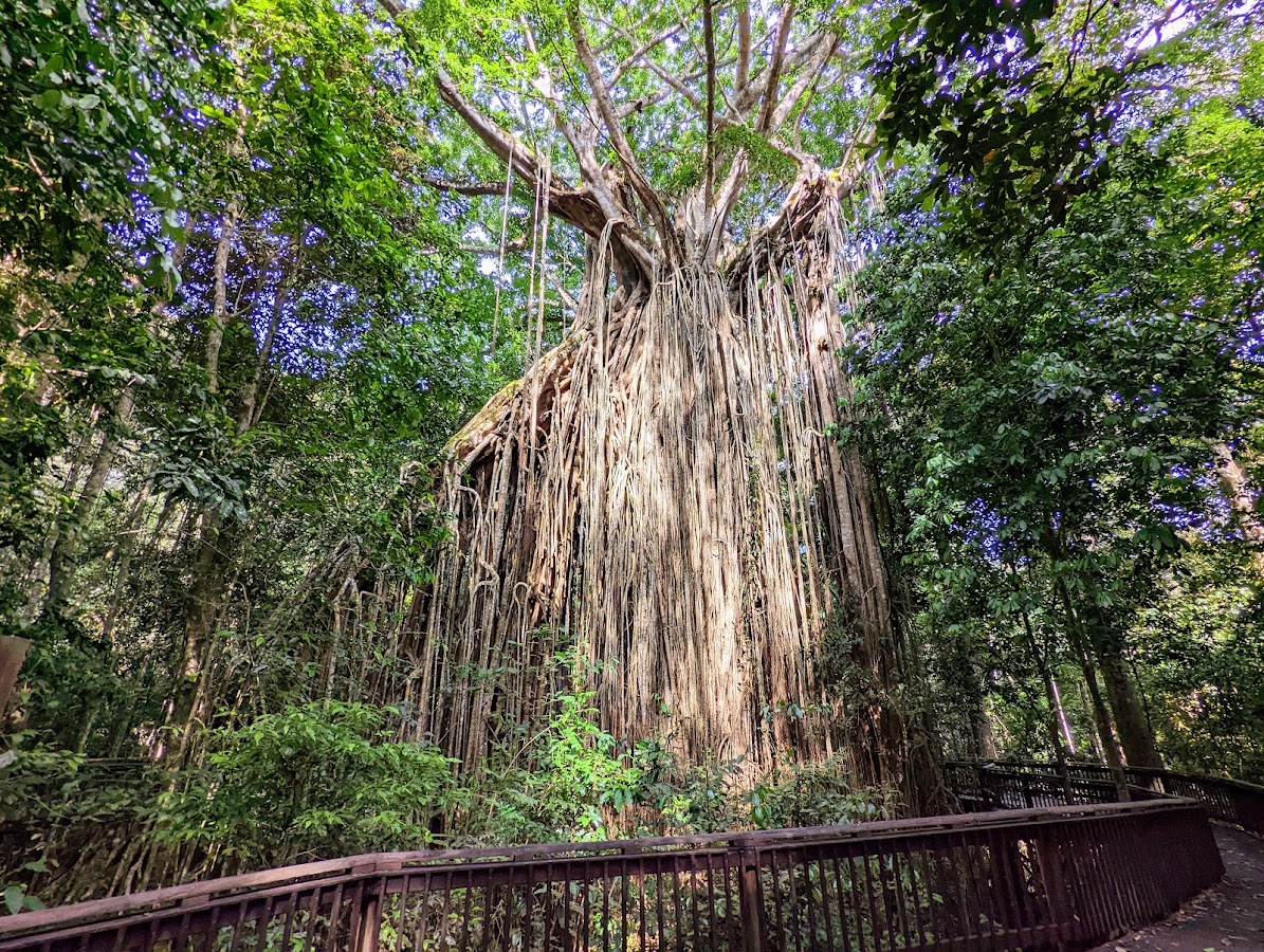 Curtain Fig National Park