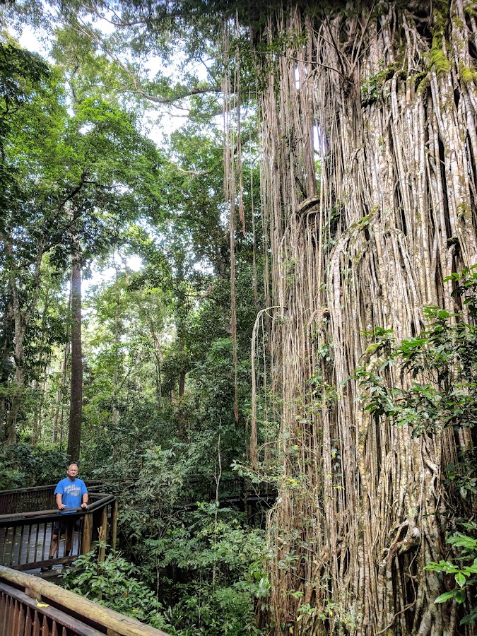 Curtain Fig National Park