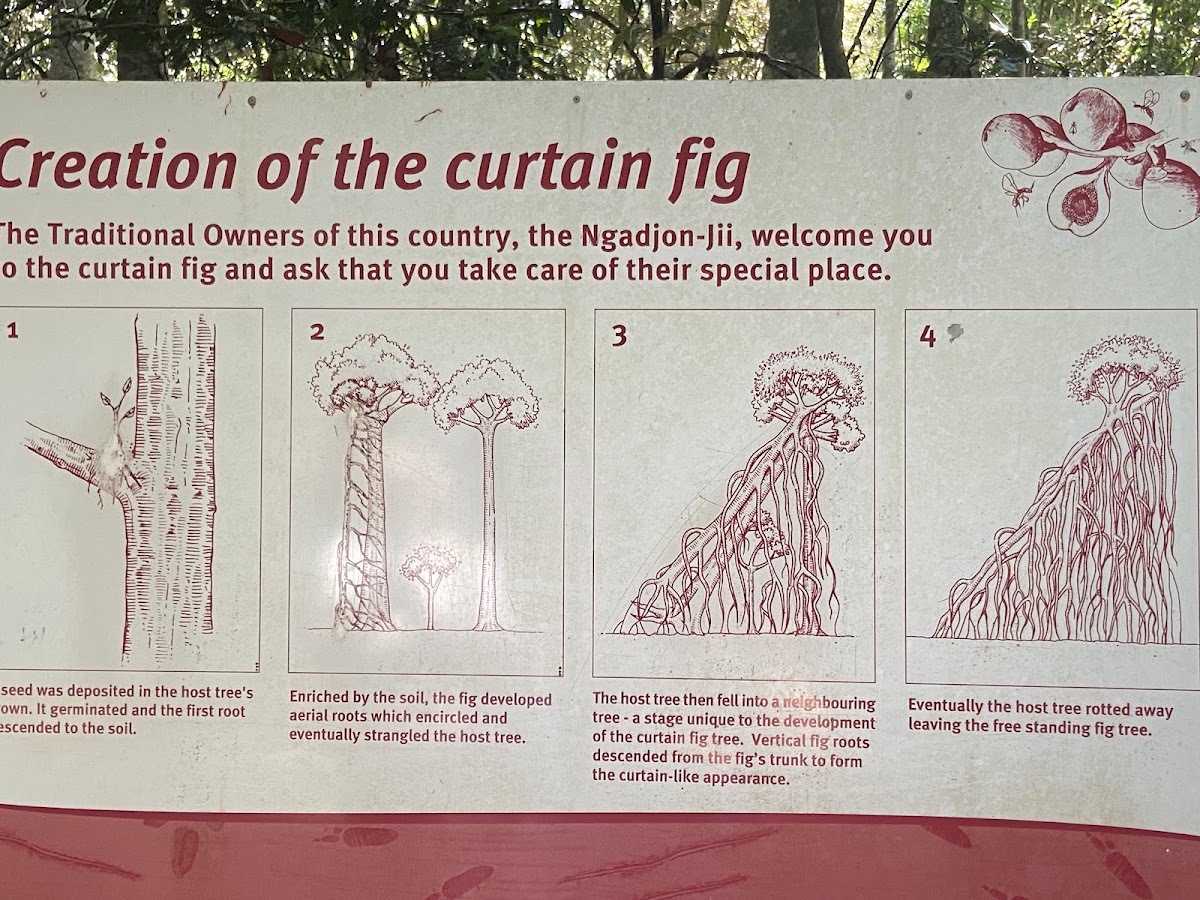 Curtain Fig National Park