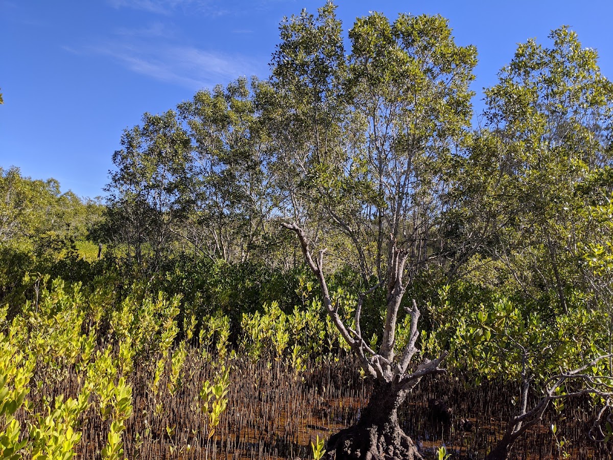 Maroochy Wetlands Conservation Park