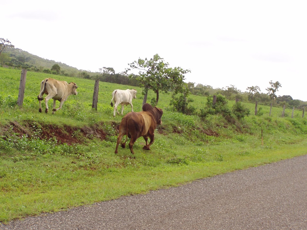 Melsonby (Gaarraay) National Park (Cape York Peninsula Aboriginal Land)