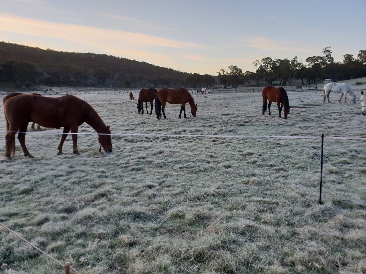 Tantangara Creek Camping Ground