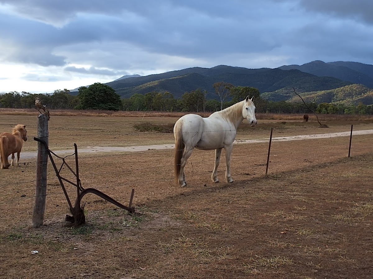 Leichhardt Creek Organic Farm
