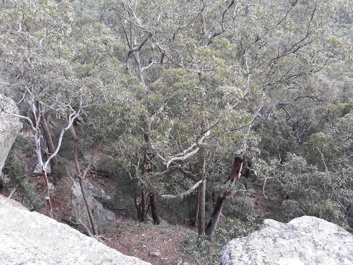 Gap Creek Lookout