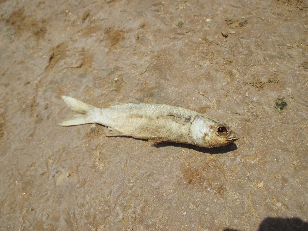 Miaboolya Beach