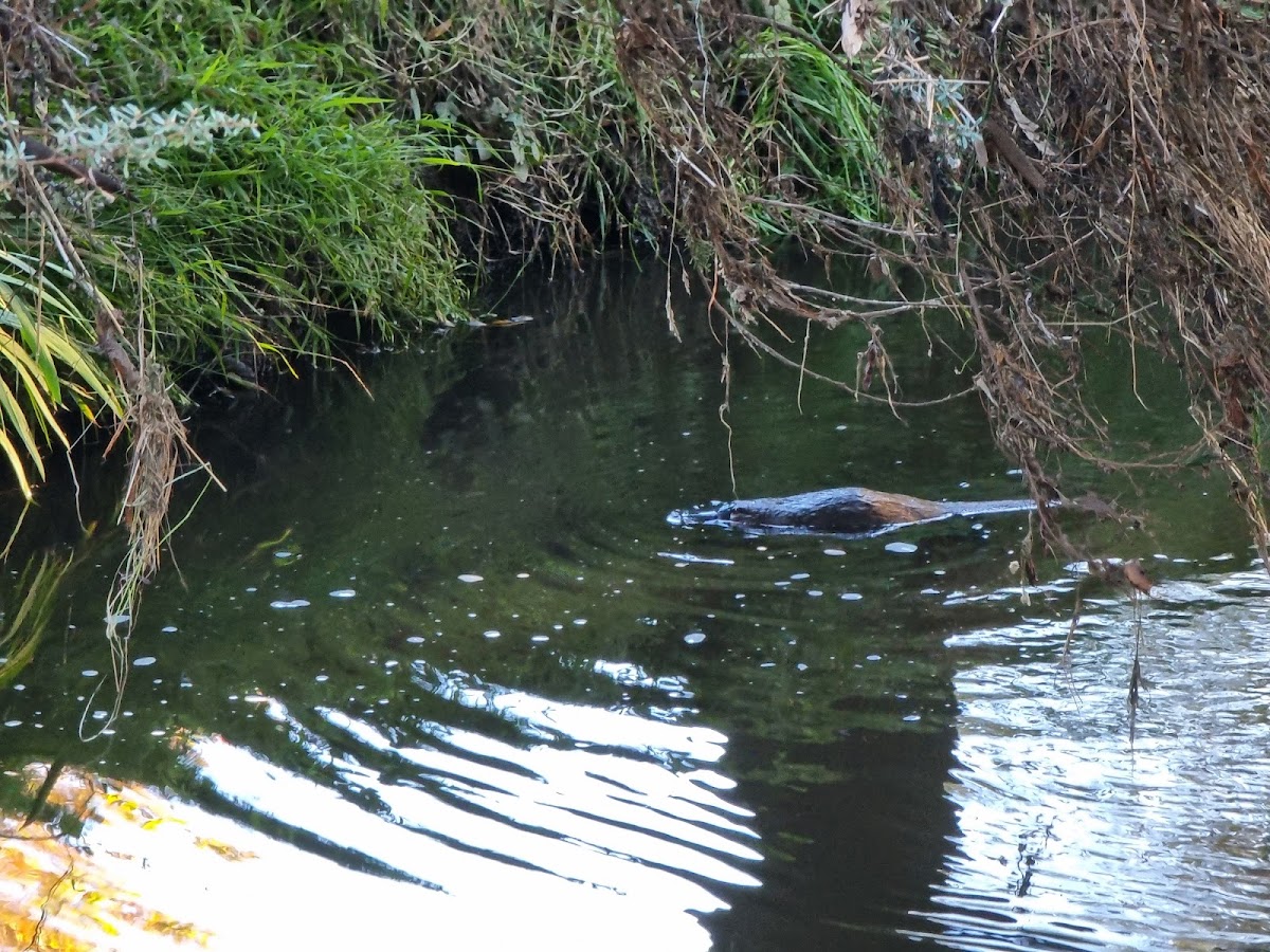 Platypus Platform