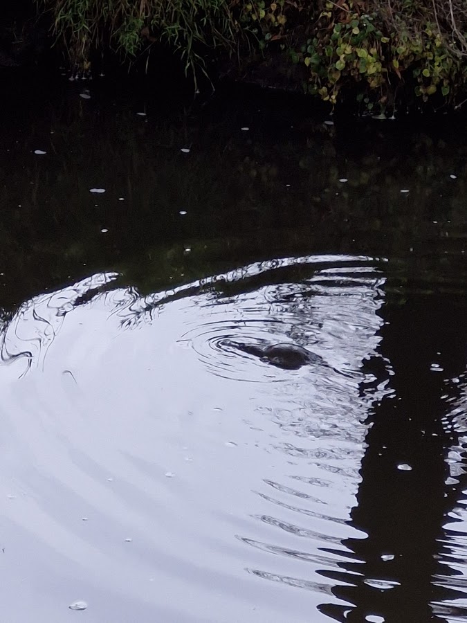Platypus Platform