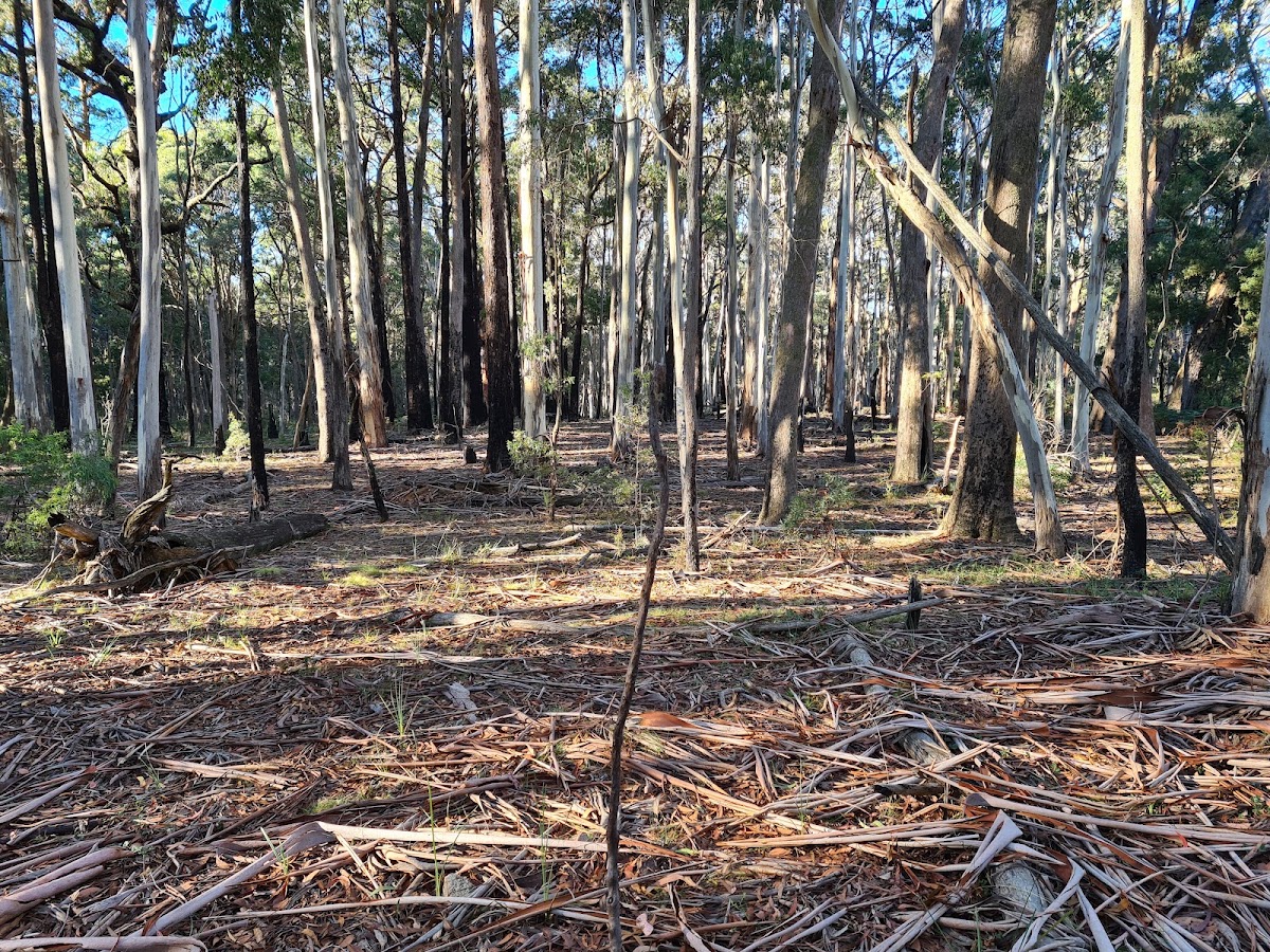 Camphora Campsite