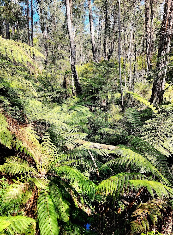 Lind National Park