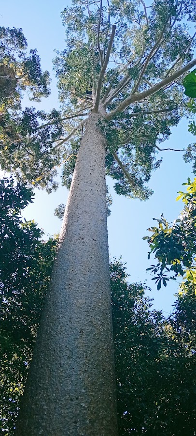 Kirrama National Park