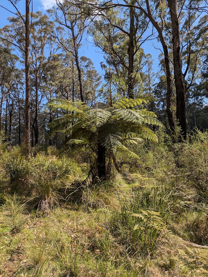 Butterleaf National Park